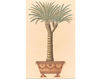 Бумажные обои Iksel  Decorative Panels Potted Palms PT 17 Восточный / Японский / Китайский
