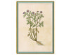 Бумажные обои Iksel  Decorative Panels Renaissance Herbier Восточный / Японский / Китайский