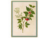 Бумажные обои Iksel  Decorative Panels Renaissance Herbier Rh 13 Восточный / Японский / Китайский