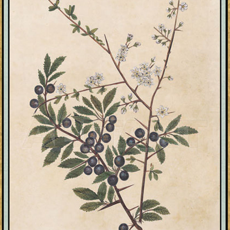 Купить Бумажные обои Iksel  Decorative Panels Renaissance Herbier RH 14